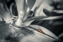 Foto tirada por Paulo Bittencourt, livre-pensador, humanista e ateísta