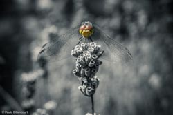 Foto tirada por Paulo Bittencourt, livre-pensador, humanista e ateísta