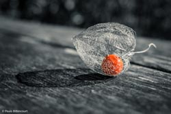 Foto tirada por Paulo Bittencourt, livre-pensador, humanista e ateísta
