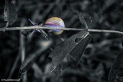 Foto tirada por Paulo Bittencourt, livre-pensador, humanista e ateísta